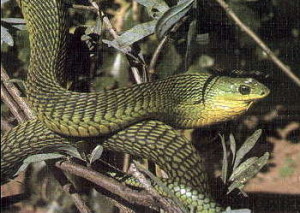 boomslang boomslang