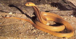 cape cobra cape cobra