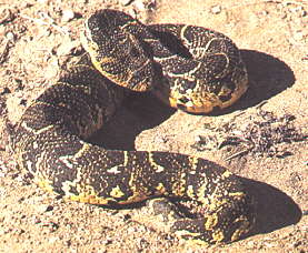 puff adder puff adder